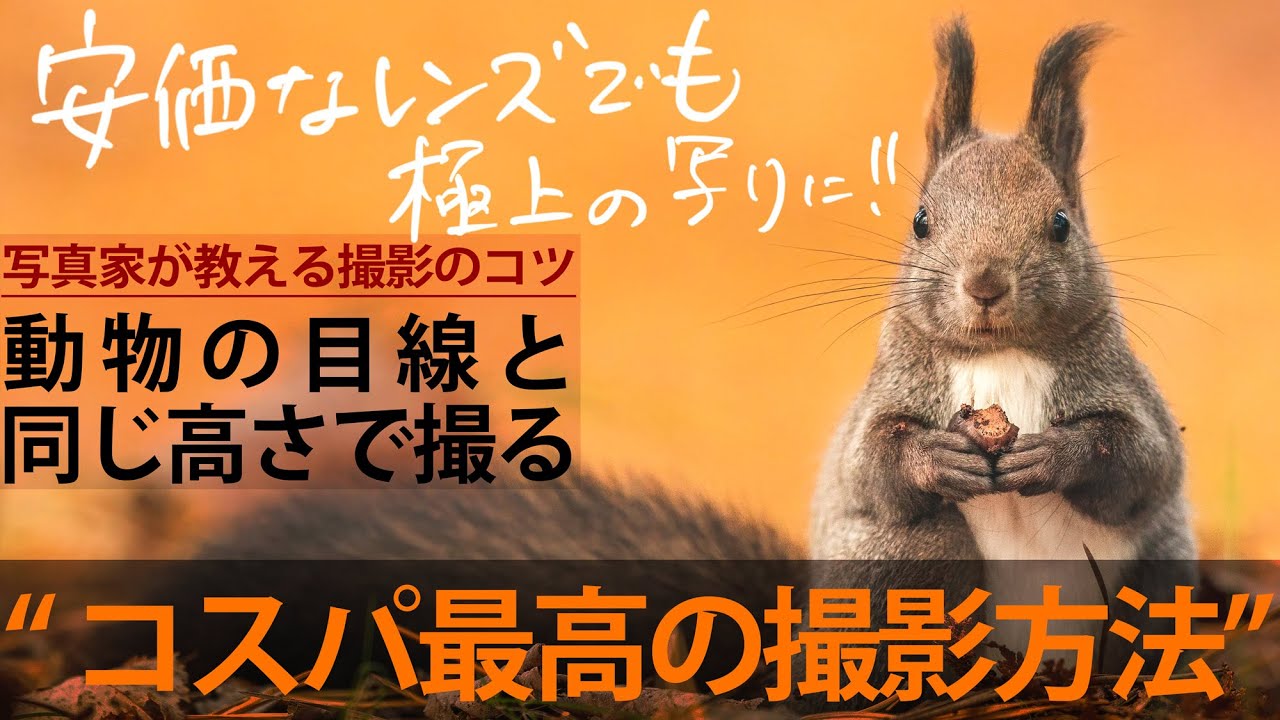 【動物撮影】写真家が明かす、他の人とは違う動物写真撮影のための「唯一」かつ「コスパ最高」のコツ！