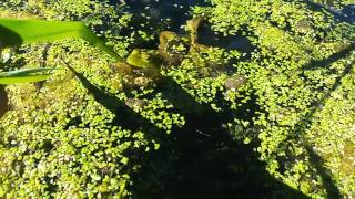 Slow Motion Frog Snap