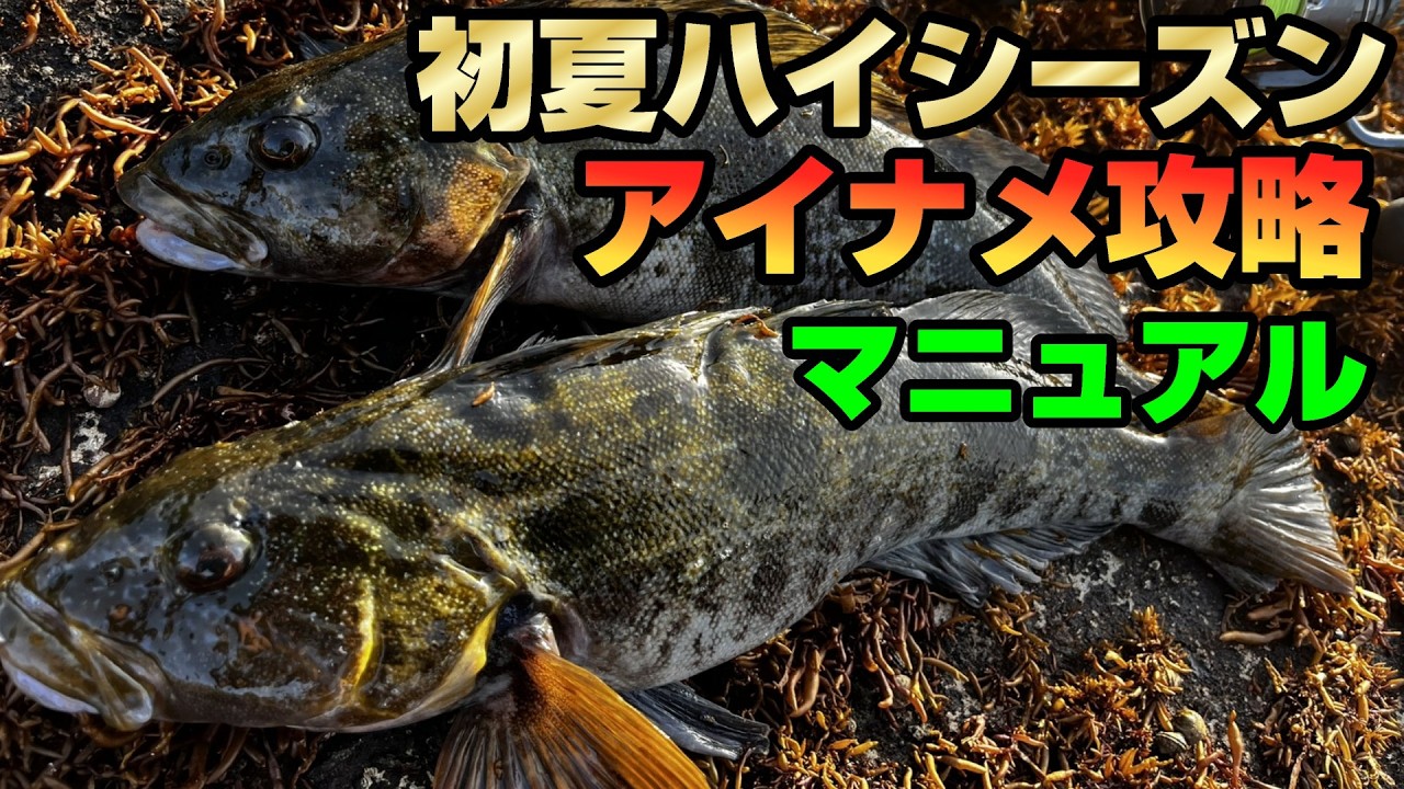 初夏アイナメはこれを知ればさらに釣れる！初夏シーズンでおさえておくポイント＆攻略のキモを基礎から徹底解説！