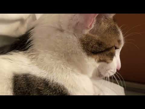 【A Cat's Life/Happy New Year 2022 貓咪日常/2022新年快樂】