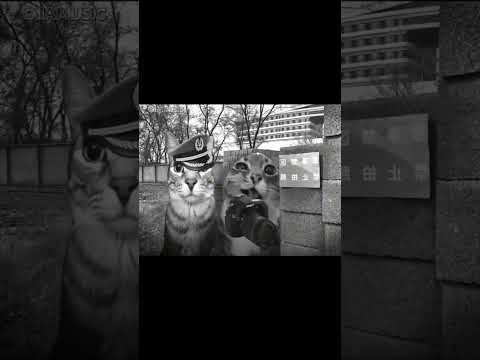 camera cat edit meme #memecat #memes #camerameme #edit