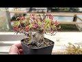 【YMJ4】YAMAMOMIJIの袴残し芽摘み #盆栽 #bonsai