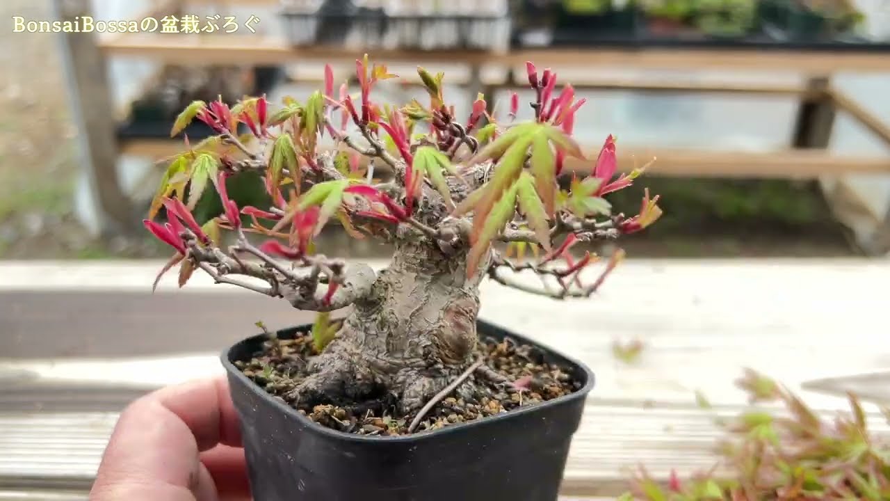 YMJ4] YAMAMOMIJI's hakama-retaining buds #bonsai - YouTube