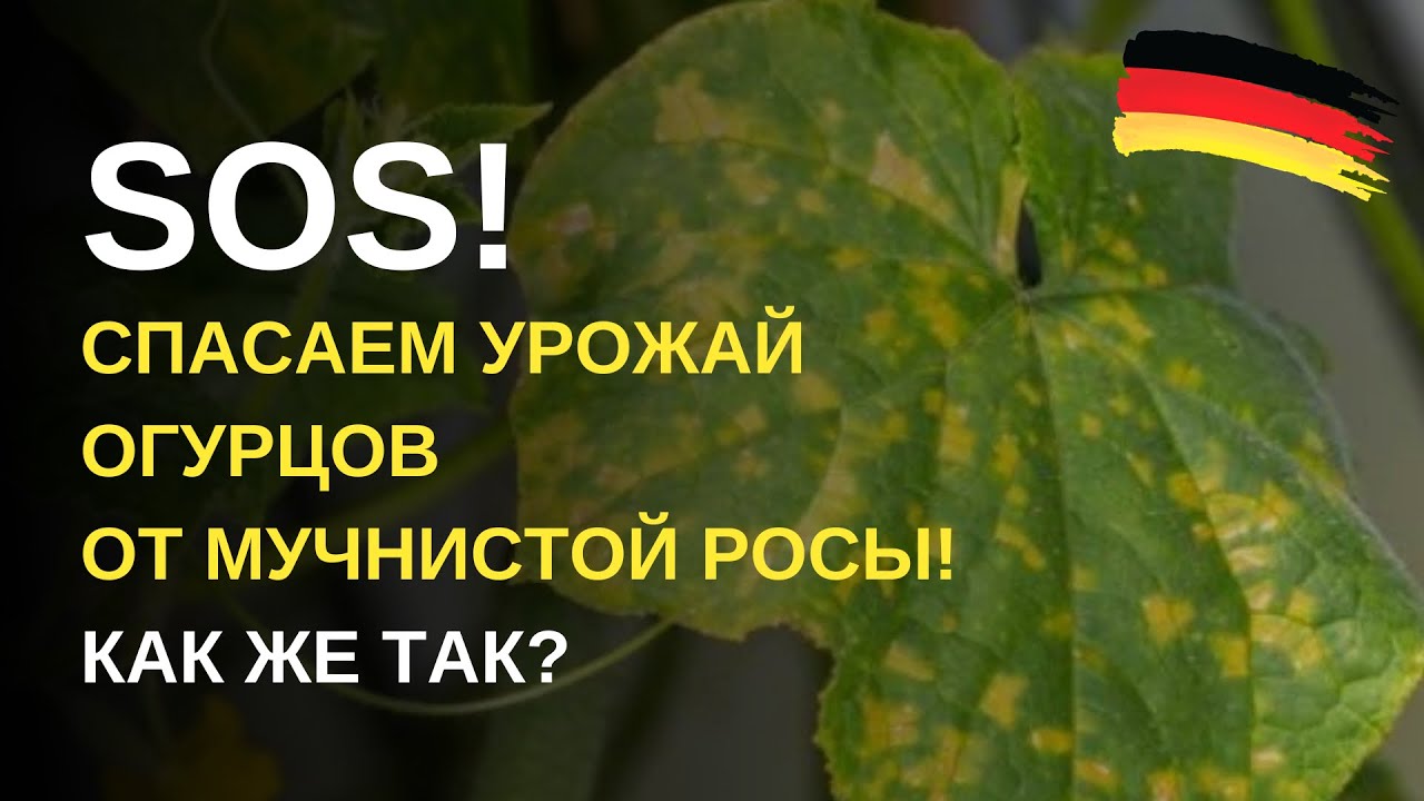 Дача в Германии. Пероноспороз или мучнистая роса? Что угрожает нашим огурцам и как же это вылечить?