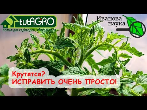 Крутит верхушки и листья томатов и огурцов? Исправить очень просто все три причины!