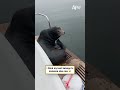 My boat got taken over by a sea lion 🏴‍☠️ #shorts #funny