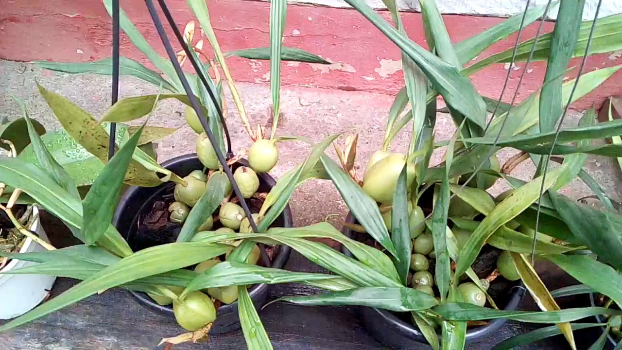 Como plantar orquidea coelogyne Cristata.