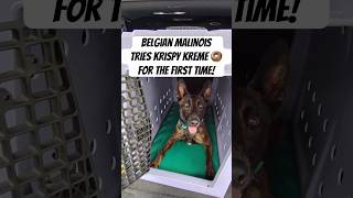 Donuts Are Sashas Favorite  dogtraining malinois krispykreme brandywinedogacademy