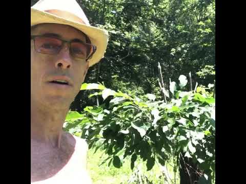Vídeo: Cultivo de caqui americano: informações sobre árvores de caqui americano