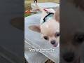 Don’t call me fur baby #chihuahua #chihuahuapuppy #puppy #cute #funny #pet #dogshorts#チワワ