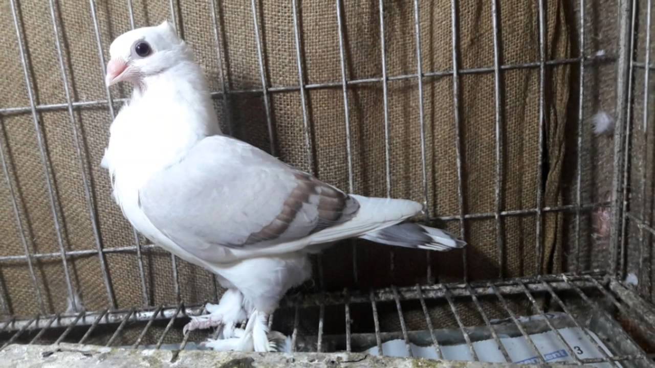 Bangladesh Pigeon Farm YouTube