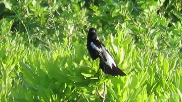 Bobolink (Dolichonyx oryzivorus) Calling Chattering - Missisquoi National Wildlife Refuge