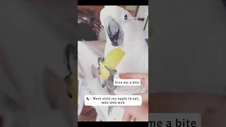 When Your Bird Thinks It’s the Youngest Child Chaos #foryou #funny #parrot #pets #birds