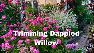 How to Trim Dappled Willow into a rounded lollipop shape (hakuro nishiki)
