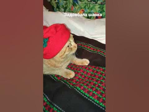 Shapka - YouTube