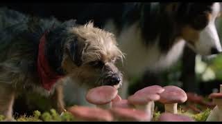 Strays 2023 eating mushrooms ￼