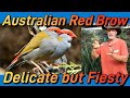 Australian Red Brow Finch: Micks keeping &amp; breeding tips. #redbrowfinch #australianfinches #birds 