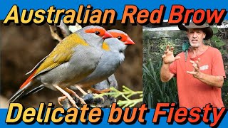 Australian Red Brow Finch: Micks keeping &amp; breeding tips. #redbrowfinch #australianfinches #birds 