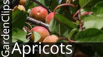 Apricot - Prunus armeniacum - Growing Apricots - How to prune Apricot Tree