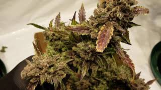 Pound Game Grow Series COB LED Harvest - Huge Autos - Big Frosty Purple Buds - 3 Plant Harvest
