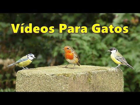 Videos Para Gatos ~ coloridos pájaros del jardín ⭐ 8 Horas ⭐