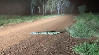 Speedy Crocodile Gallops Into the Grass || ViralHog