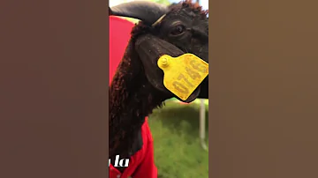 كليب خروف العيد مستر احمد والاميرة فيروز Sheep Al Eid Clip Mr Ahmed And Princess Fayrouz 2023 