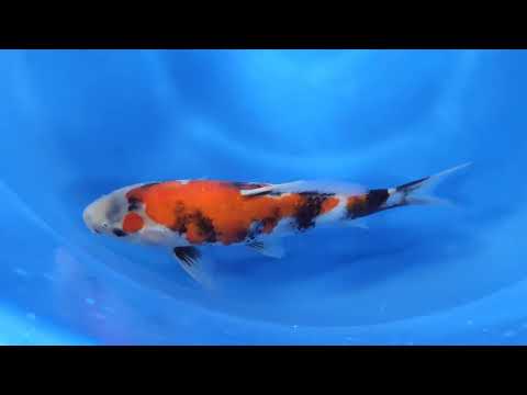 GK-1287 - Showa - Dainichi
Variety: Showa