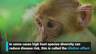 How nature can protect us from pandemics