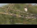 The Shrike and the Cicada