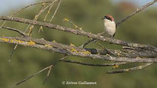 The Shrike and the Cicada