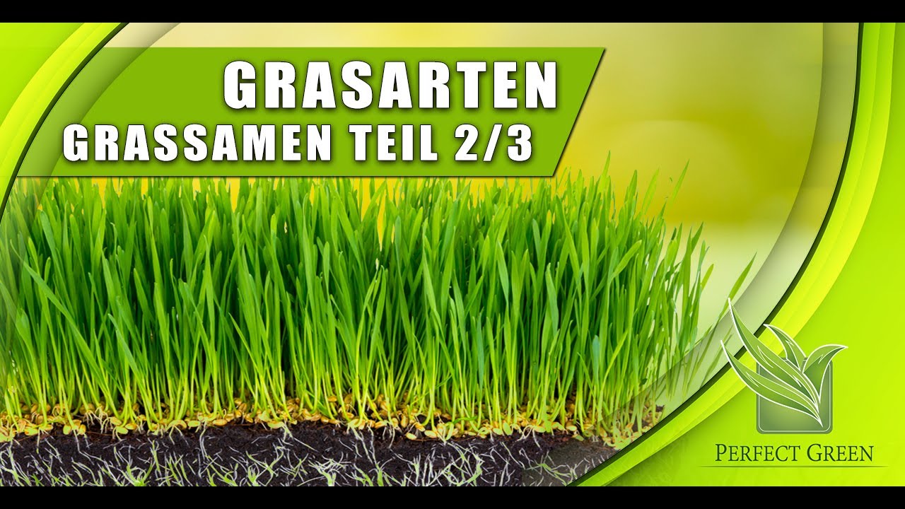 Wichtigste Rasensorten Samenvergleich Lolium Perenne, Festuca Rubra