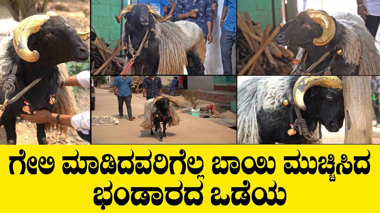 ಗೇಲಿ ಮಾಡಿದವರಿಗೆಲ್ಲ ಬಾಯಿ ಮುಚ್ಚಿಸಿದ ಭಂಡಾರದ ಒಡೆಯ