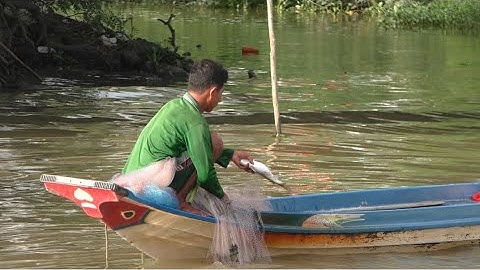 Anh chị chài cá số 10 trúng mánh Cá lăng khủng