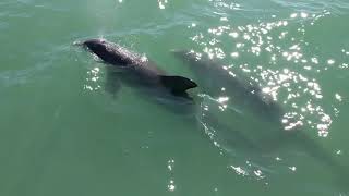 Dolphins of Ten Thousand Islands (Southwest Florida)