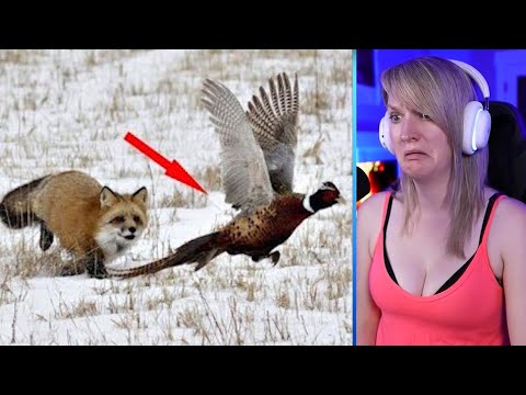 15 Incredible Moments Of Foxes Hunting And Fighting Back Part 1 | Pets House