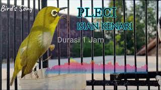 Masteran Pleci FULL Isian Kenari Ngerol Durasi 1 Jam