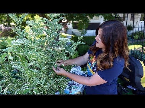 Video: Vlierbes Companion Planting: wat te planten met vlierbessenstruiken