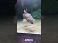Big Carp Fish Hand Feeding | Amazing Aquarium Fish Feeding Moment 🐟 #ajtmix #koifish #viralvideo