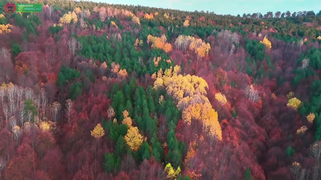 domaniç ormanları kütahya