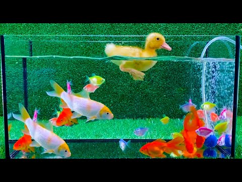 Baby Duck Duckling, Goldfish, Koi Carp Fish - Cute Baby Animals Videos