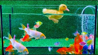 Утенок, Золотые рыбки, карп, тернеции - видео с милыми детенышами животных