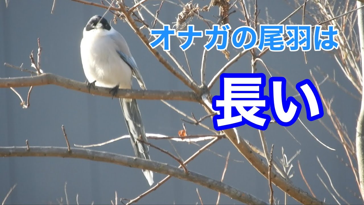 まるおの母　まるこの宿根草と低木の庭　2026 03 09 日差しは暖かいけど、風が冷たい庭。阿武隈川には、水鳥が少し。ハシボソガラスは、小枝を集めて巣を作るみたい🪹🪺阿武隈川近くでウグイスの囀りが。