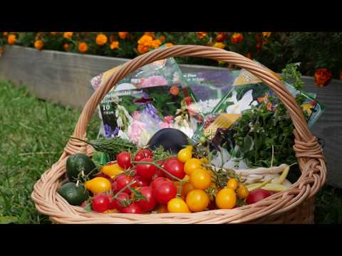 Video: Lucrări De Grădină și Grădină în Octombrie