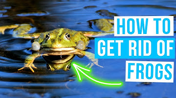 How to GET RID OF FROGS in your yard or pond