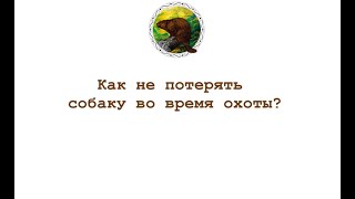 Как не потерять собаку во время охоты? GPS трекер для четвероногого помощника Как не потерять собаку во время охоты? GPS трекер для четвероногого помощника