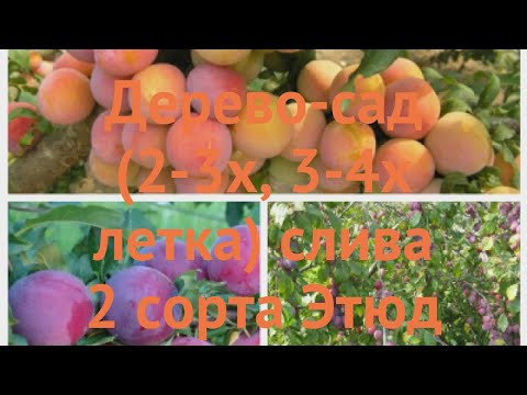 Слива обыкновенная Этюд