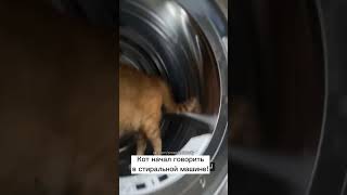 Кот начал говорить в стиральной машине 🤣
