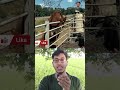 আহারে গরুটার সাথে কি হয়ে গেল 🐂🐂 #cow #video #animals #viral #shorts #trending #youtubeshorts