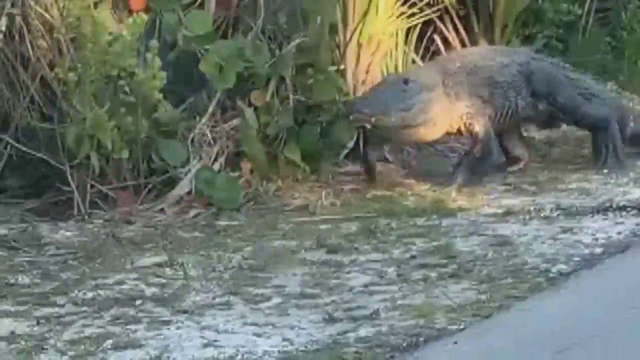 Large Alligator Spotted Roaming Around Sanibel Island